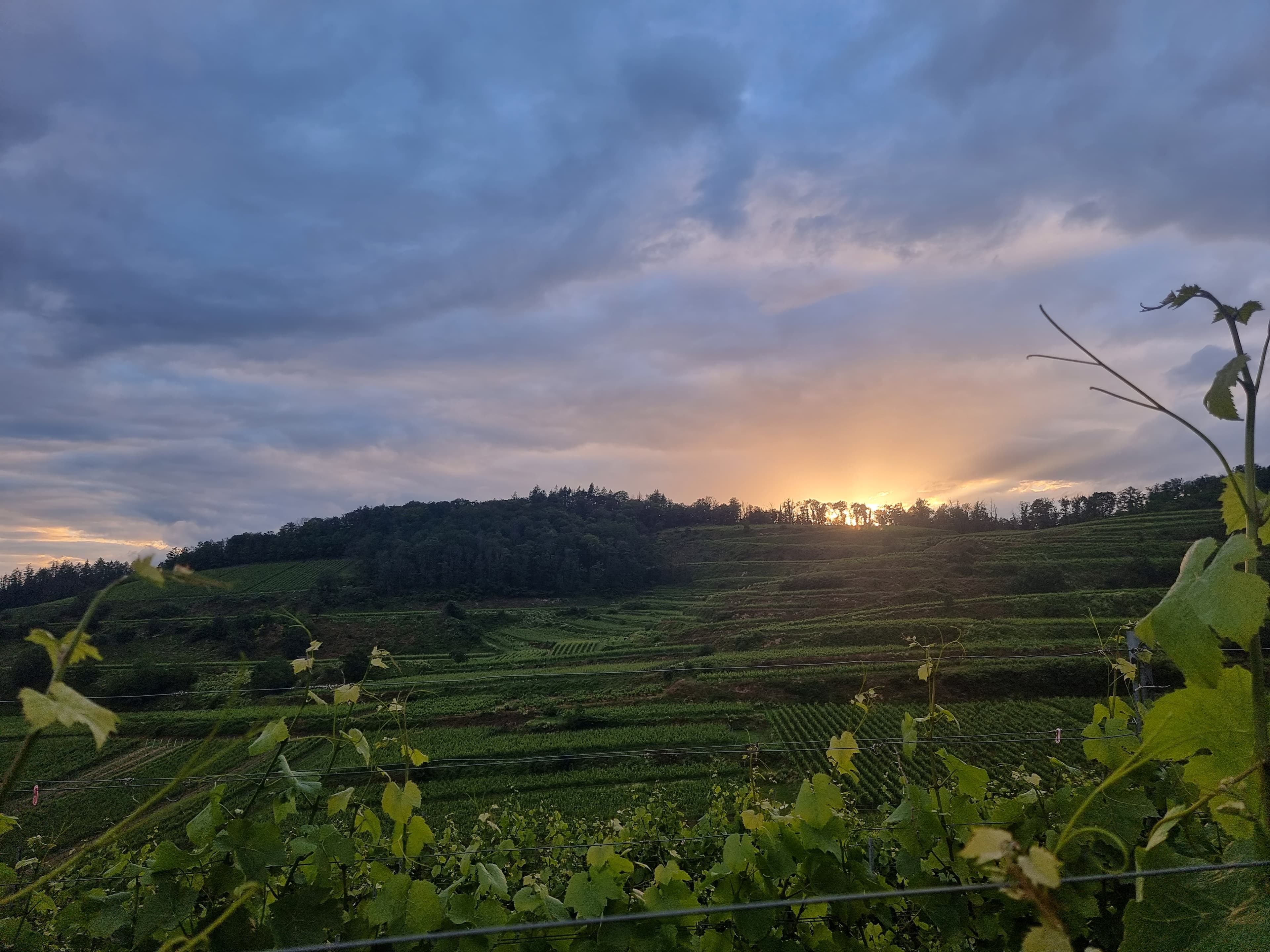 Ambiance du soir sur les vignobles en terrasses du Kaiserstuhl.