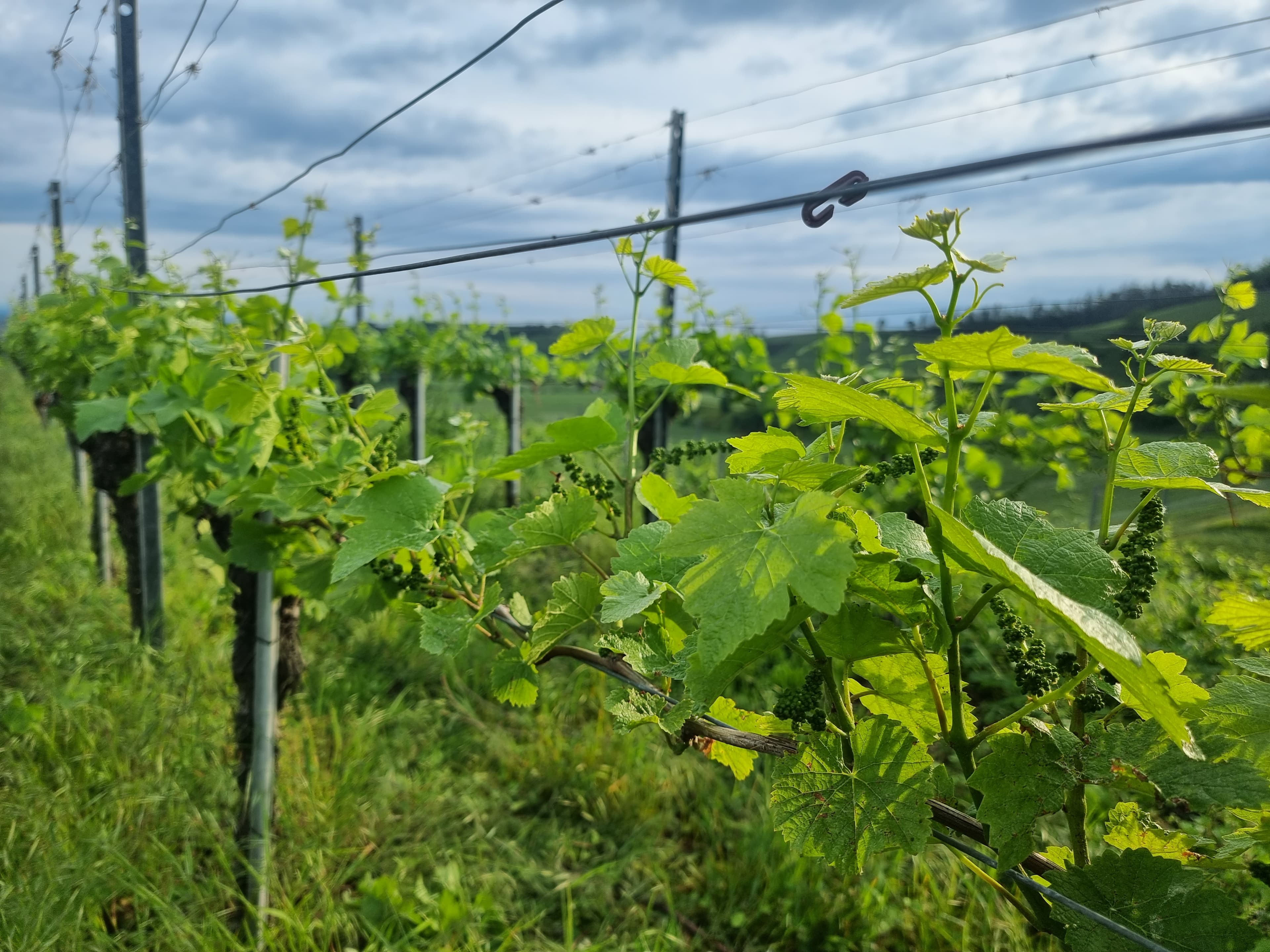 Gros plan sur les vignes.